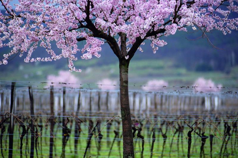 Almond trees blossoming in a Pfalz vineyard in March