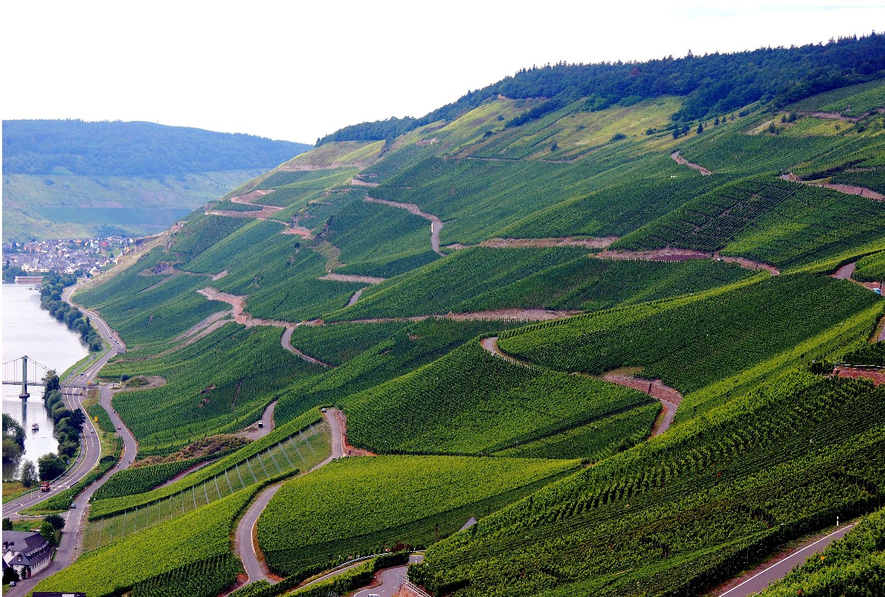 More beautiful Mosel Vineyards
