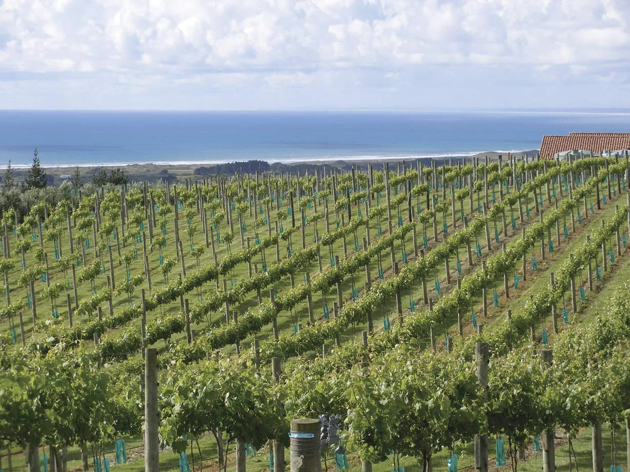 Waitapu Estate , the westernmost in the Northland wine region.