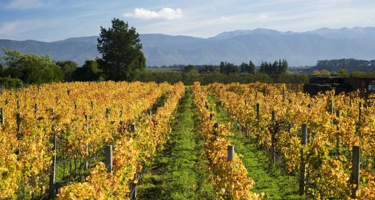 Schubert Wines near Martinborough in the Wairarapa.