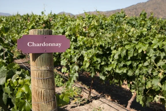 Chardonnayvineyard.jpg