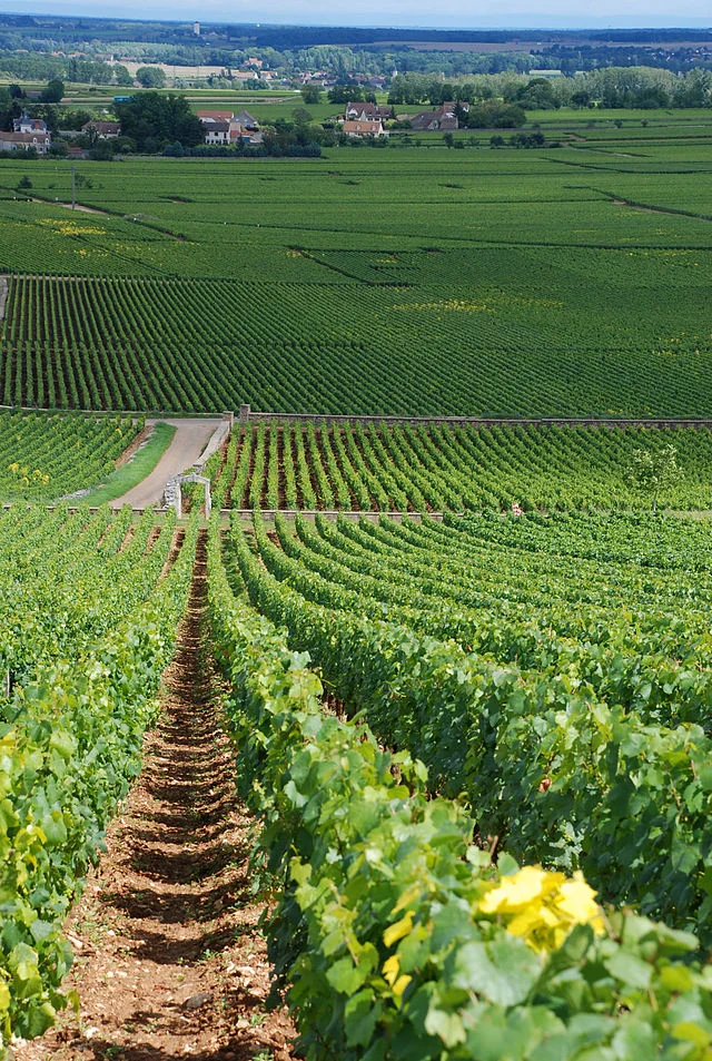 The vineyards of Montrachet, with Chevalier-Montrachet at the top of the hill (foreground) down to Montrachet with Batard-Montrachet at the bottom. Puligny-Montrachet is the small community in the background.