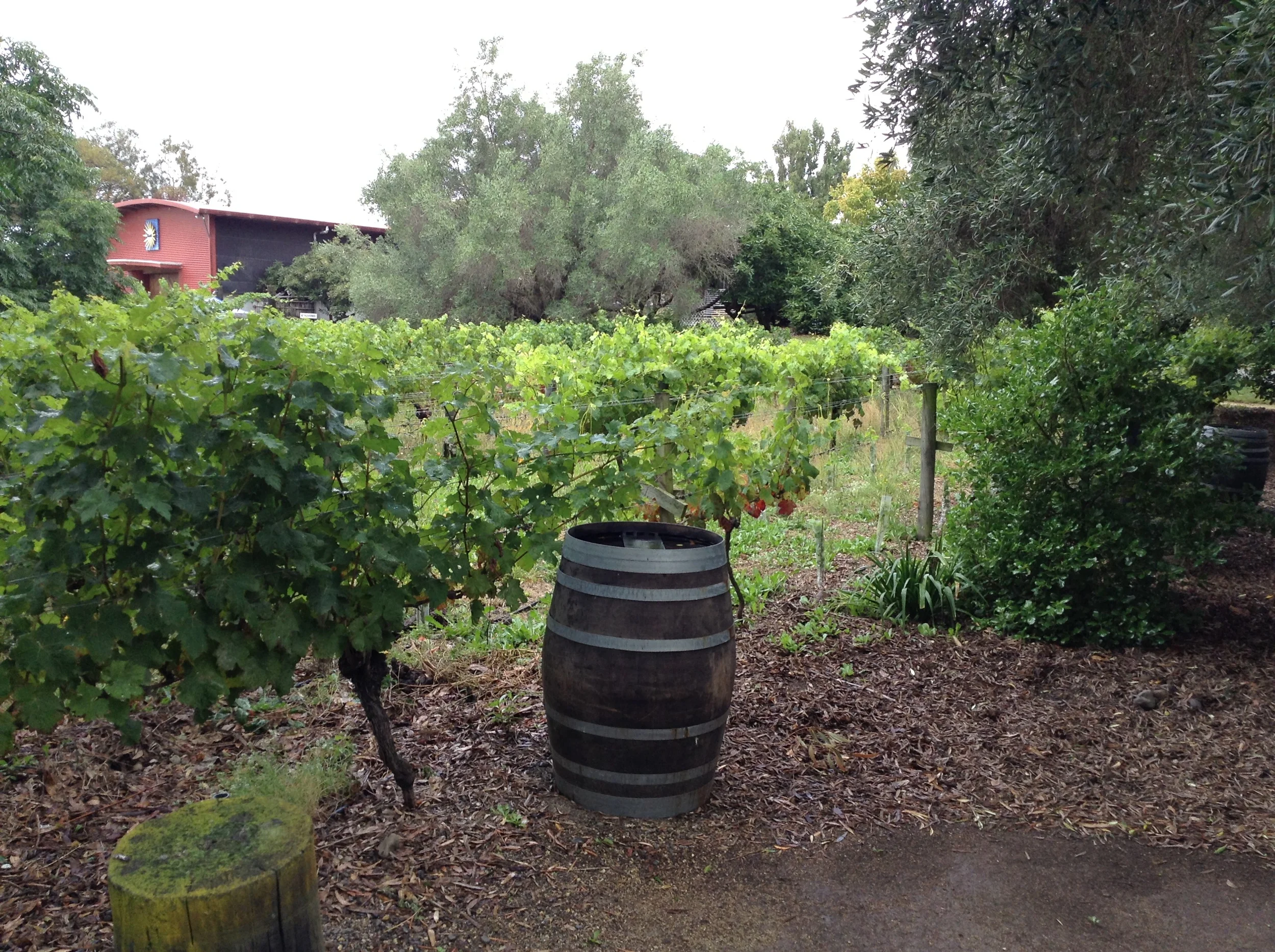 The tiny 'Old Olive Block' nestled amongst the grove of Olive trees. The 100 year old tree still stands there today.