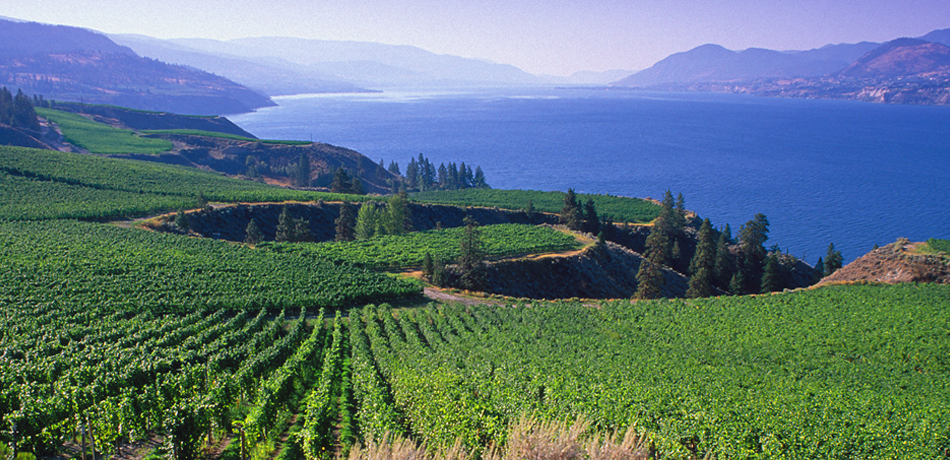 Mission Hill Vineyards, Okanagan