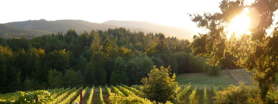 Blue Grouse Vineyard, Vancouver Island
