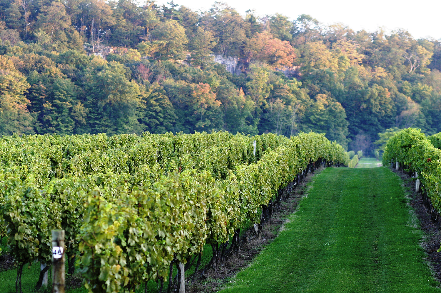 Vineyard with the Niagara Escarpment in the background.