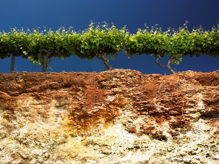 Coonawarra's famous 'Terra Rossa' soil over Limestone Ridges.