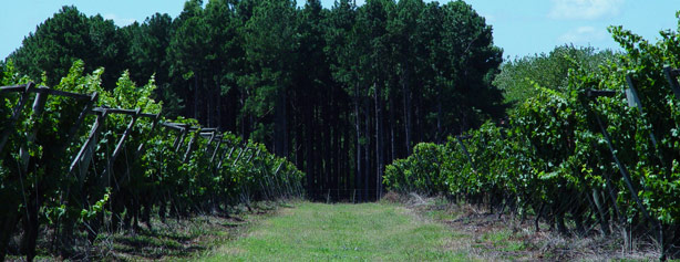 Vineyards at Establecimiento Juanico.
