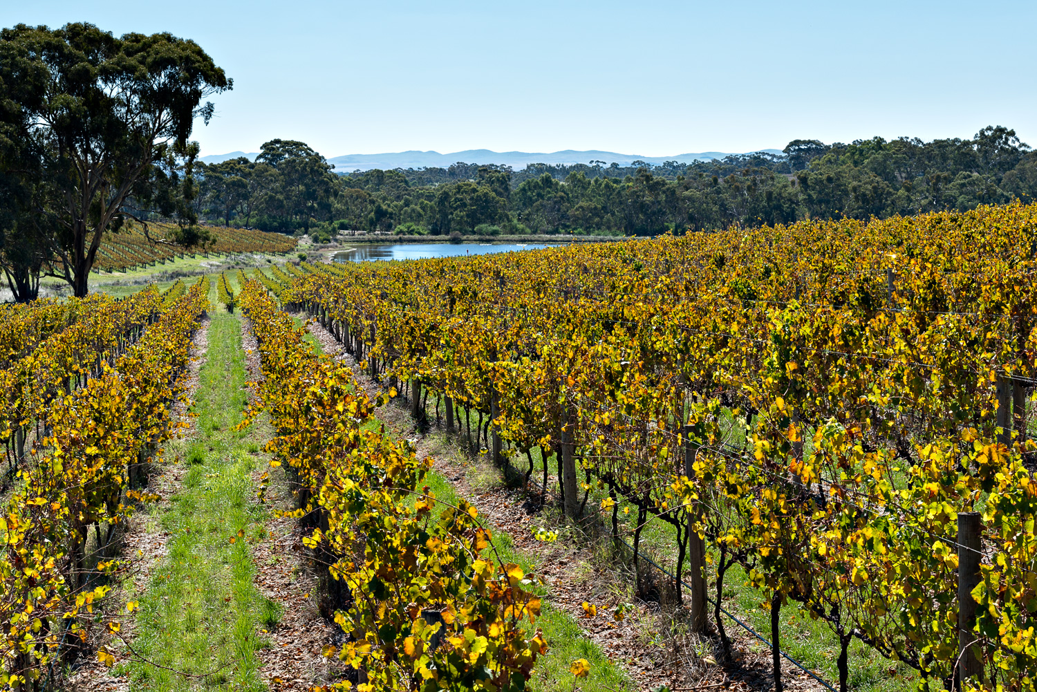 Grosset Wines Polish Hill Riesling Vineyard, Clare Valley