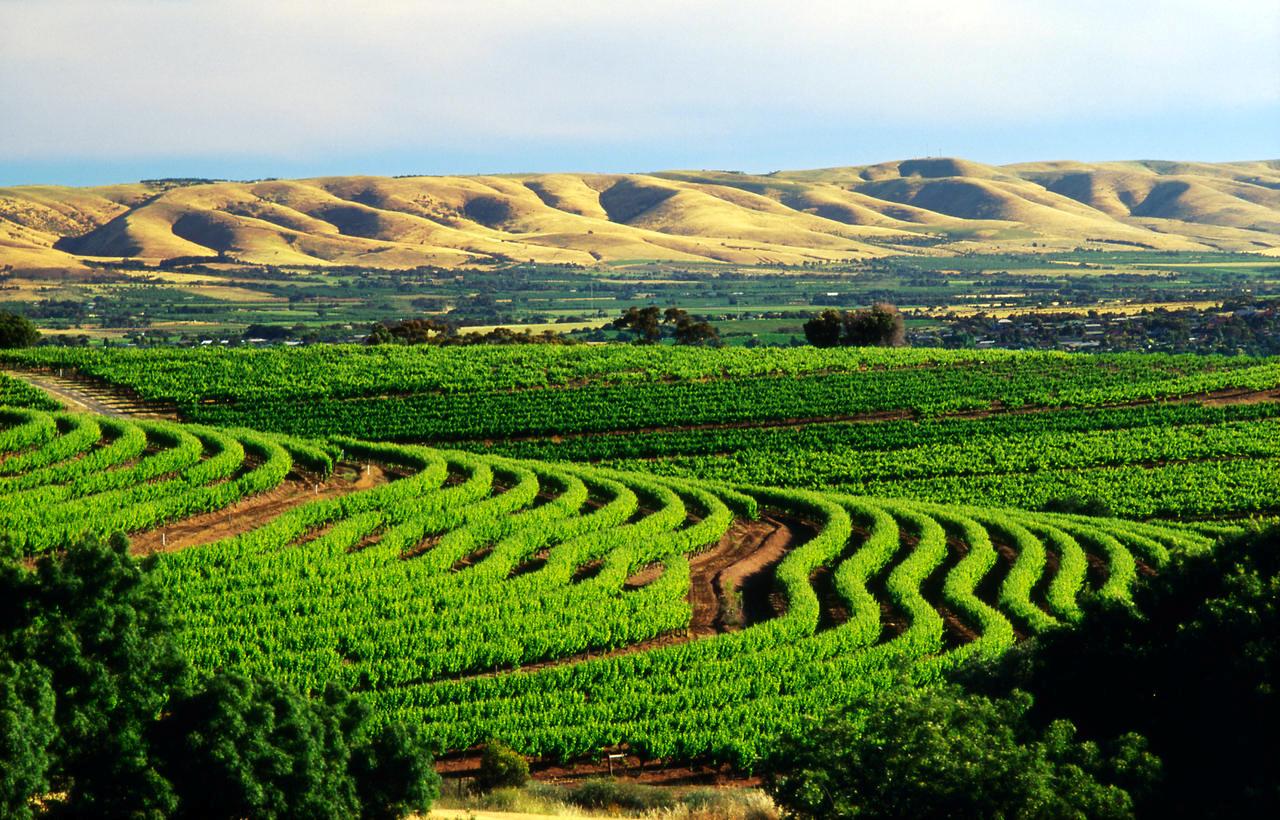 The view from Samuel's Gorge , McLaren Vale