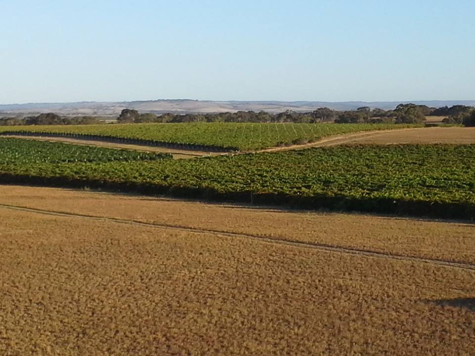 Shaw Family Vintners at Currency Creek