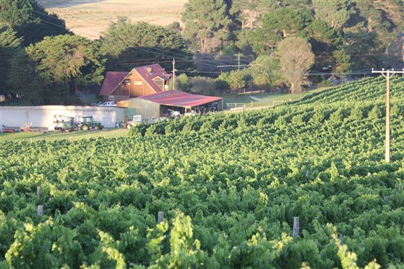 Vineyard in Nangkita, Southern Fleurieu
