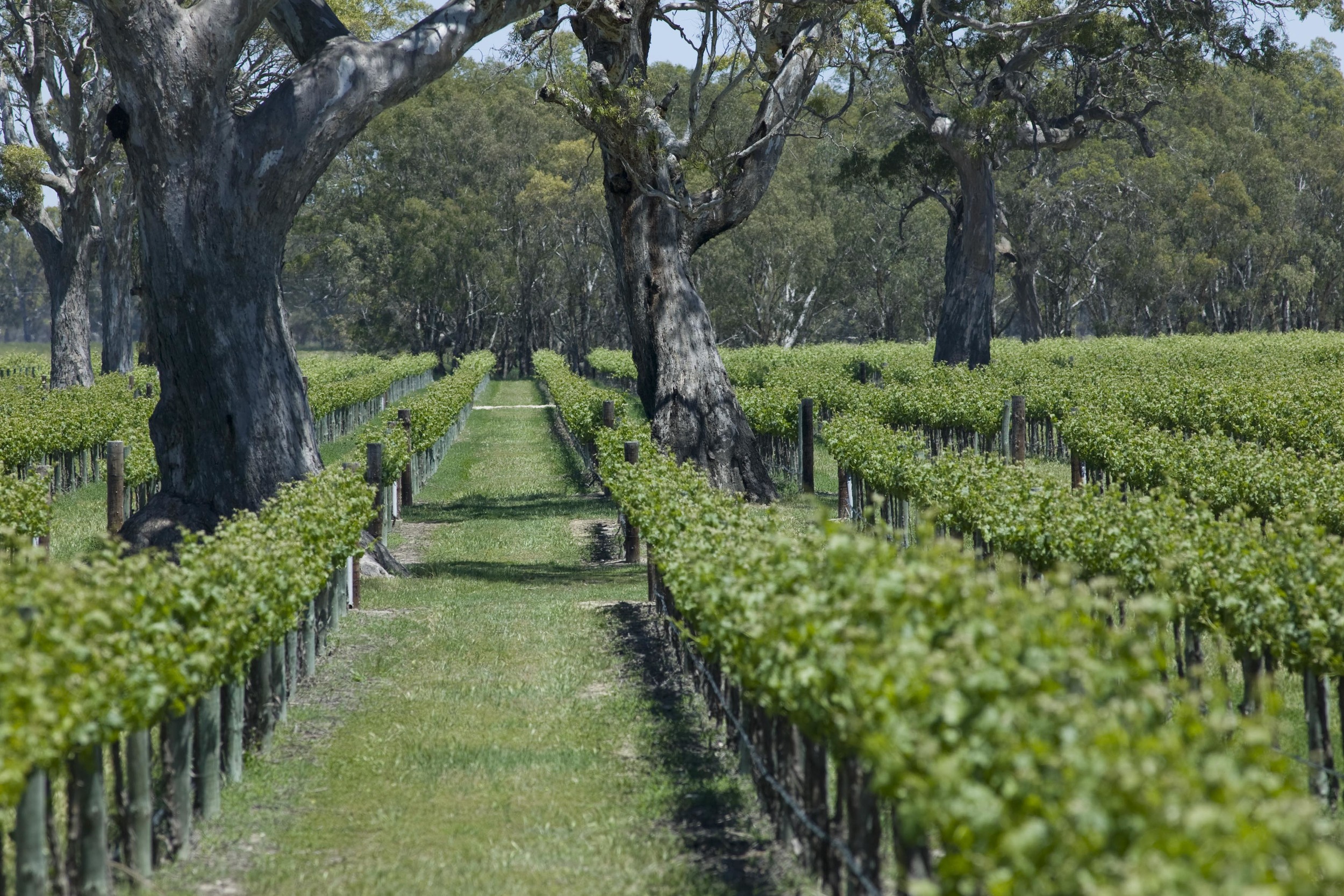 Morambro Creek Vineyard , Padthaway