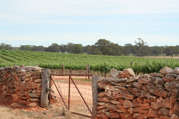Vineyard scene in Wrattonbully