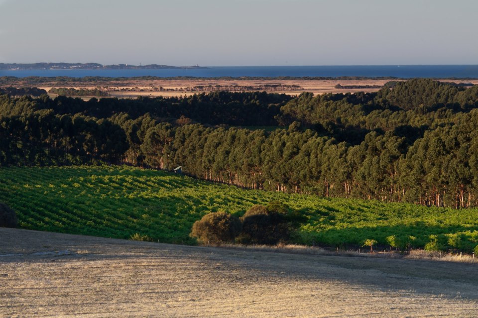 Cape Jaffa Wines , Mount Benson