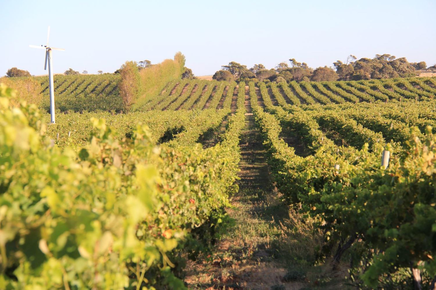 Waterhouse Range Vineyard, Governor Robe Estate , Robe