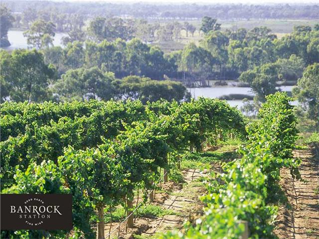 Banrock Station's vineyard, adjacent to the Murray River
