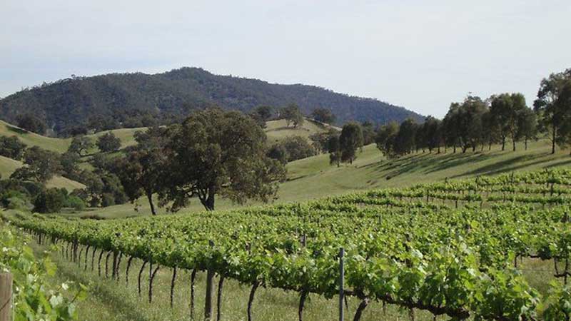 Vineyard scene in the Southern Flinders Ranges