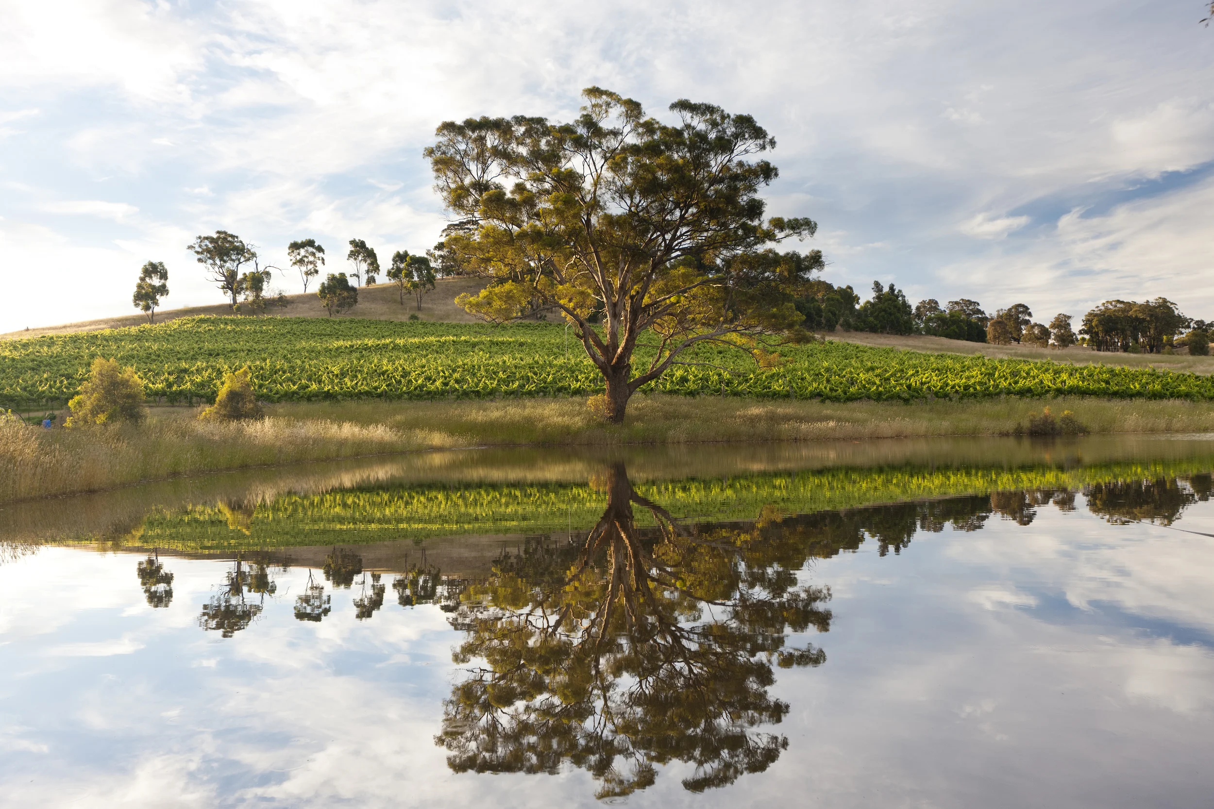 Vineyards at Downing Estate , Heathcote