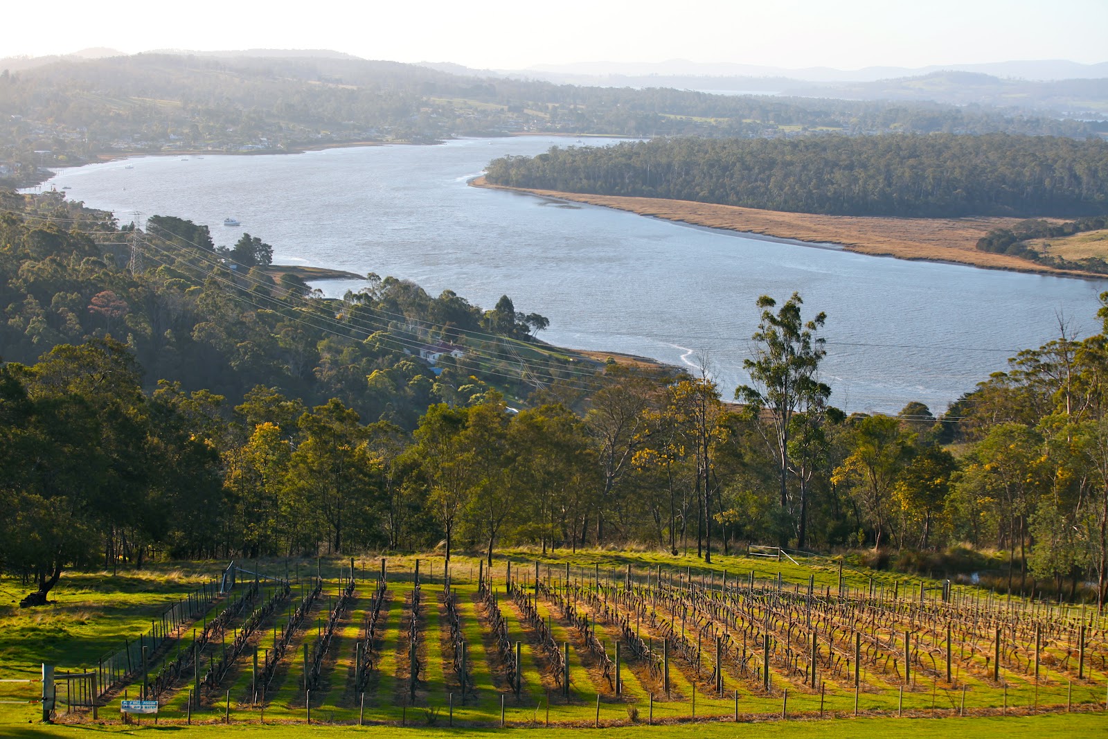 Small vineyard planting near Brady's Lookout, adjacent to the Tamar River.