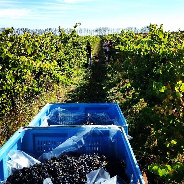 Pinot Noir harvest at Coola Road Wines , Mount Gambier