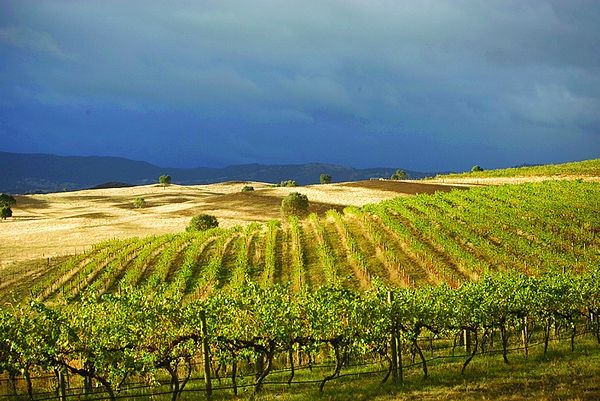 Upper Goulburn vineyards