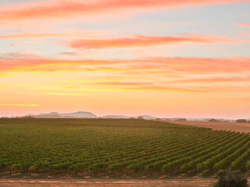 Sunset over the vines at Rutherglen Estates