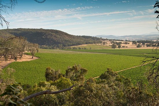 The Baileys of Glenrowan vineyards