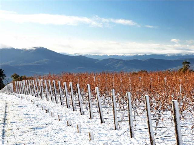 The Whitlands Vineyard at over 800m above sea level, originally owned by Brown Brothers , now owned by Domaine Chandon Australia , King Valley.