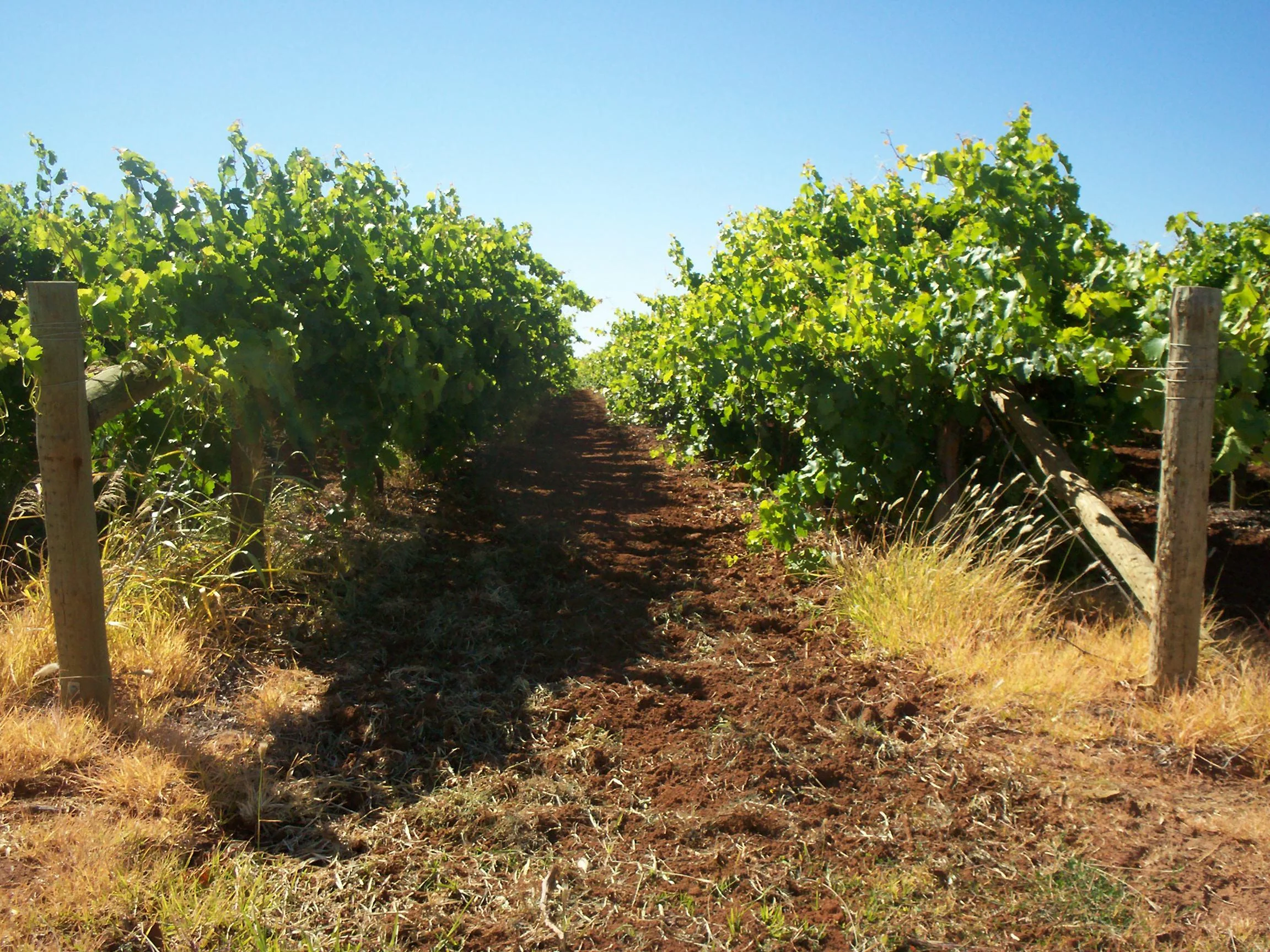 Vines growing in the warm inland vineyards of Mildura