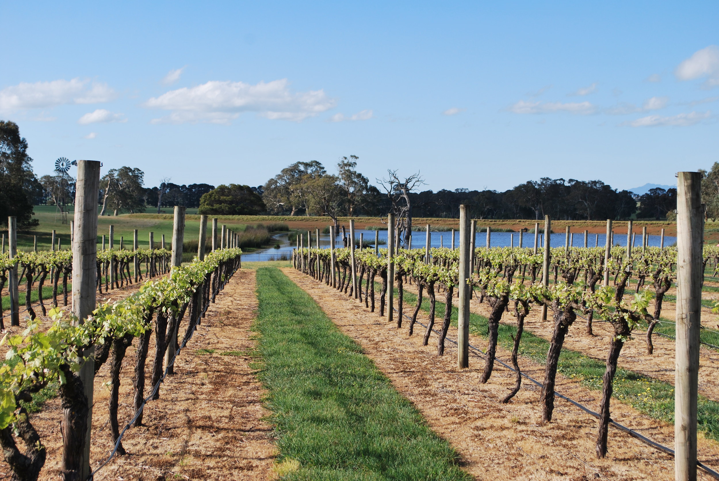 Vineyards planted at Henty Estate , North of Hamilton