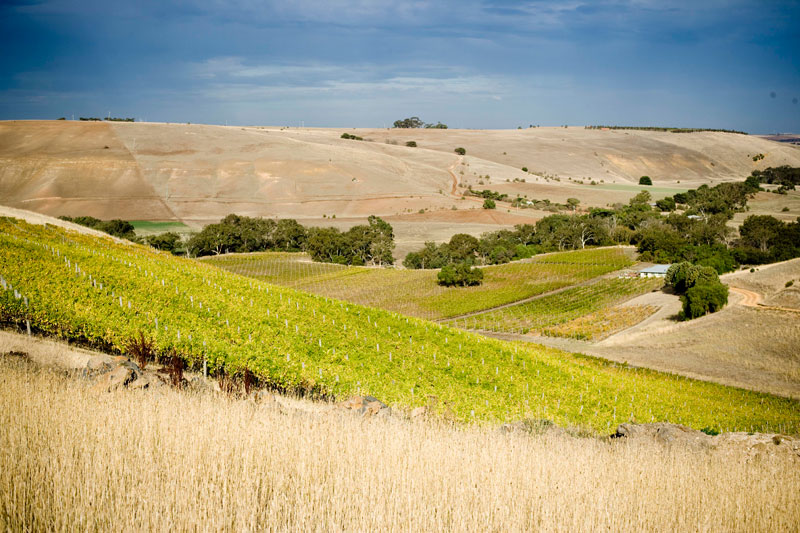 Clyde Park Vineyard in the drier continental areas of Moorabool Valley, Geelong
