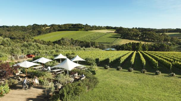 Montalto Vineyard and Olive Grove - Mornington Peninsula