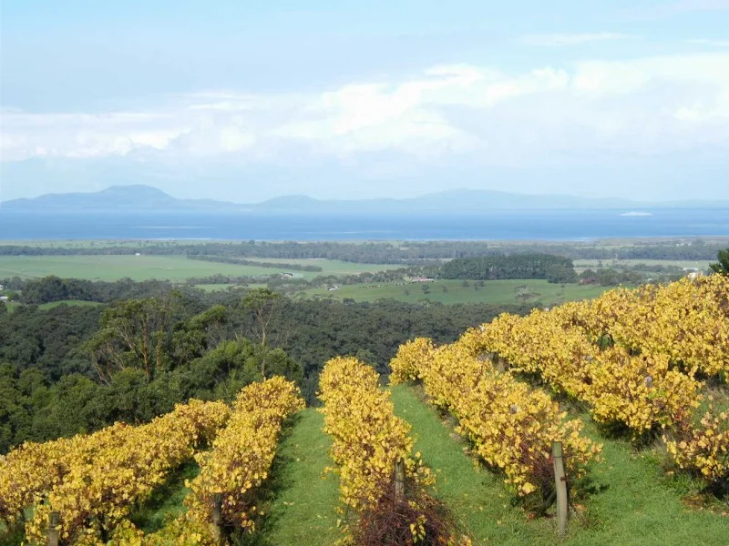 Windy Ridge Vineyard , Southern Gippsland