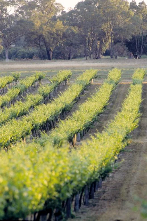 Peel Estate Vineyard - Peel Region