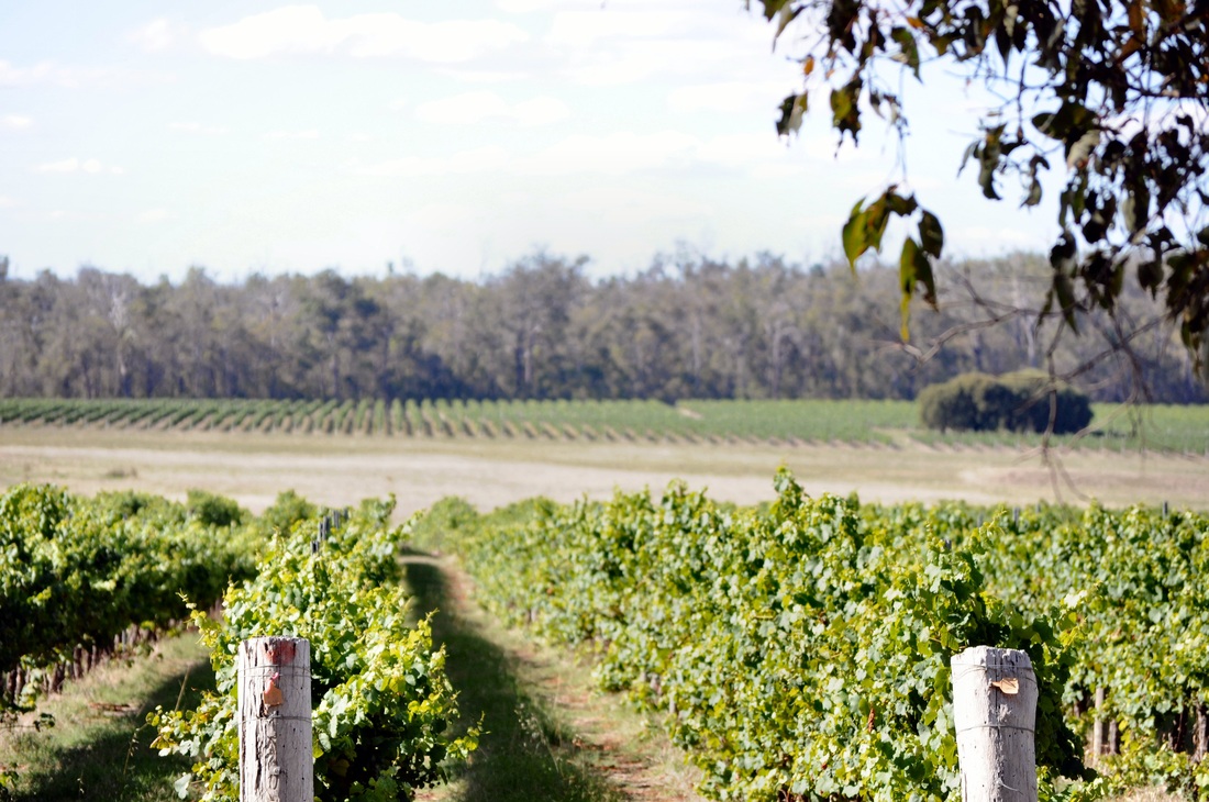Chestnut Grove Winery - Manjimup