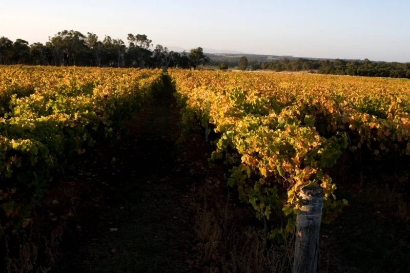 Wignalls Vineyard - Albany