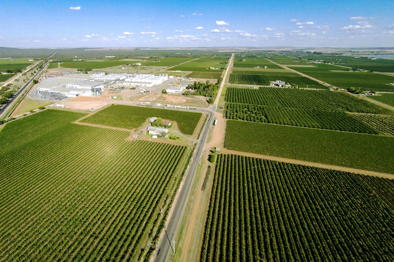 The vineyards of Casella, producers of large-scale wine 'Yellow-Tail' stretch into the distance