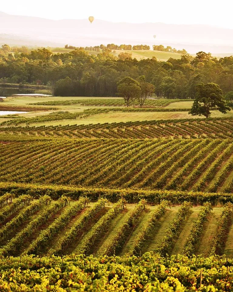 Audrey Wilkinson Vineyards