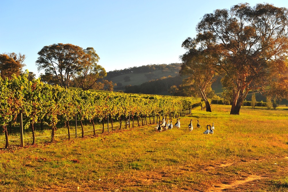 Mayfield Vineyard - Orange