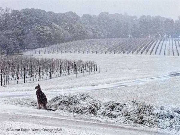 Colmar Estate - Orange (Photo credit: Colmar Estate)