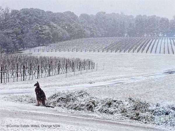 Colmar Estate - Orange (Photo credit: Colmar Estate)