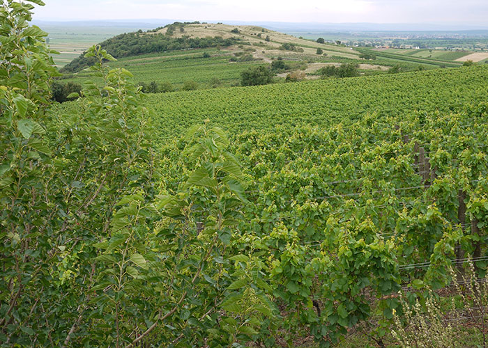 Typical Mittelburgenland vineyard landscape.