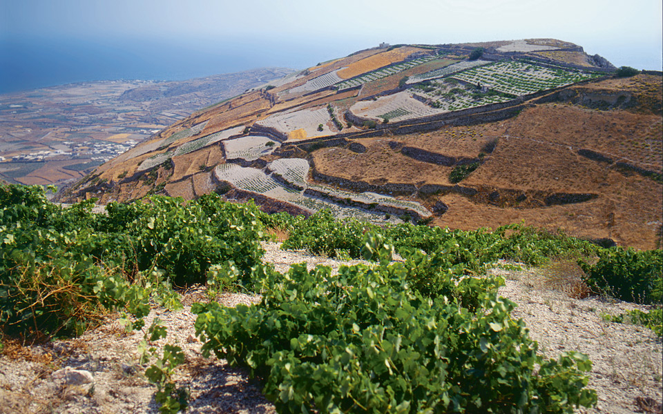 Incredible hillside vineyards of Santorini