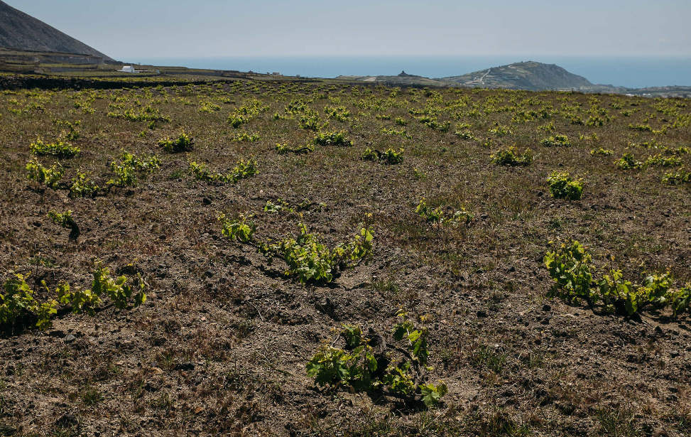 Vineyards of Hatzidakis