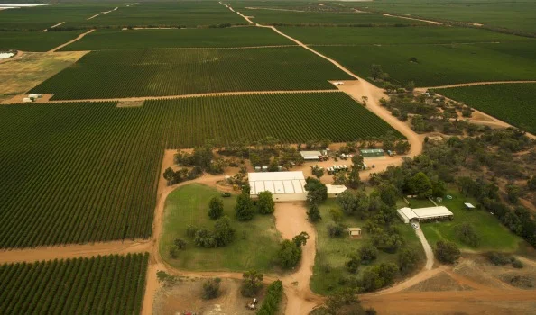 Large production vineyards - Swan Hill