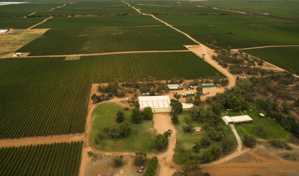 Large production vineyards - Swan Hill