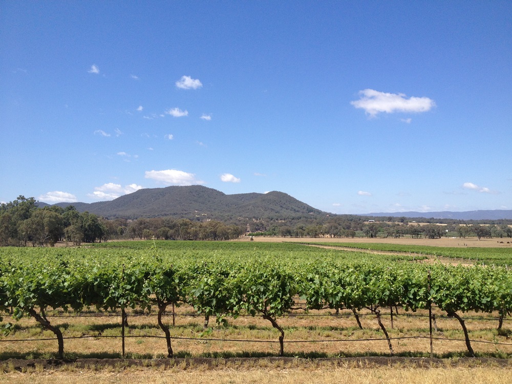 Vineyards in Summer - Mudgee