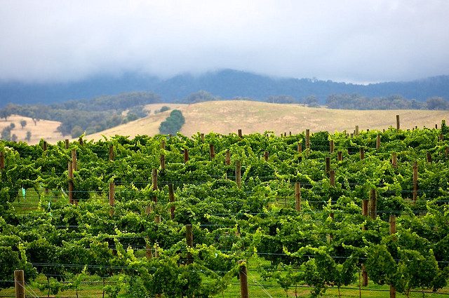 Tumbarumba Wines Escape - Tumbarumba