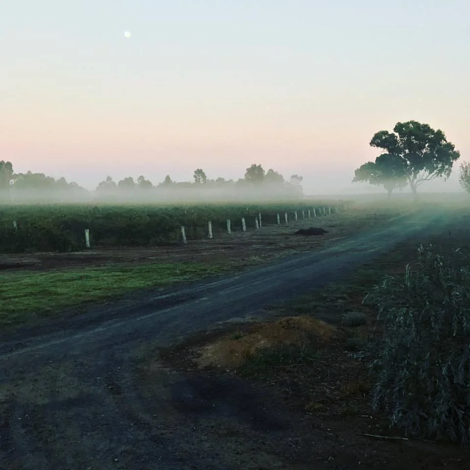 Misty vineyard - St Anne's Vineyards - Perricoota